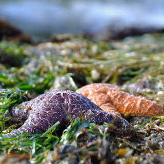 Pacific Rim NP - Wickaninnish Beach - Starfishes